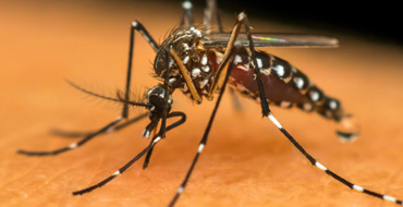 Alerta: Alegre é a 11ª cidade com mais casos de dengue no ES em 2024