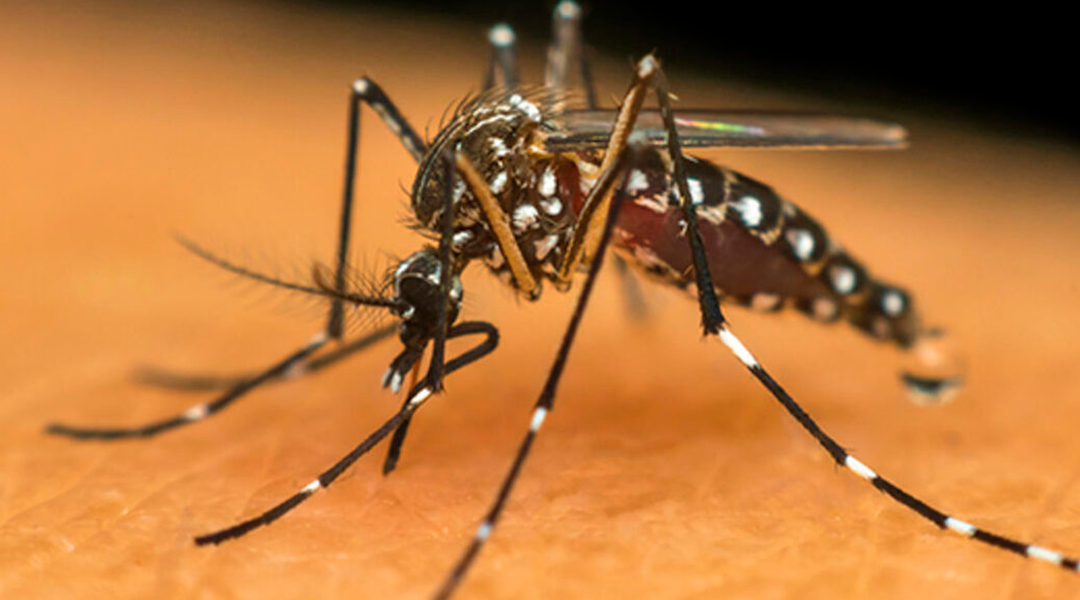 Alerta: Alegre é a 11ª cidade com mais casos de dengue no ES em 2024