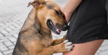 Prefeitura promove feira para adoção de pets neste sábado (11)