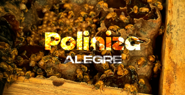 Prefeitura de Alegre fortalece sustentabilidade e agricultura com o projeto “Poliniza Alegre” – Natureza que alimenta