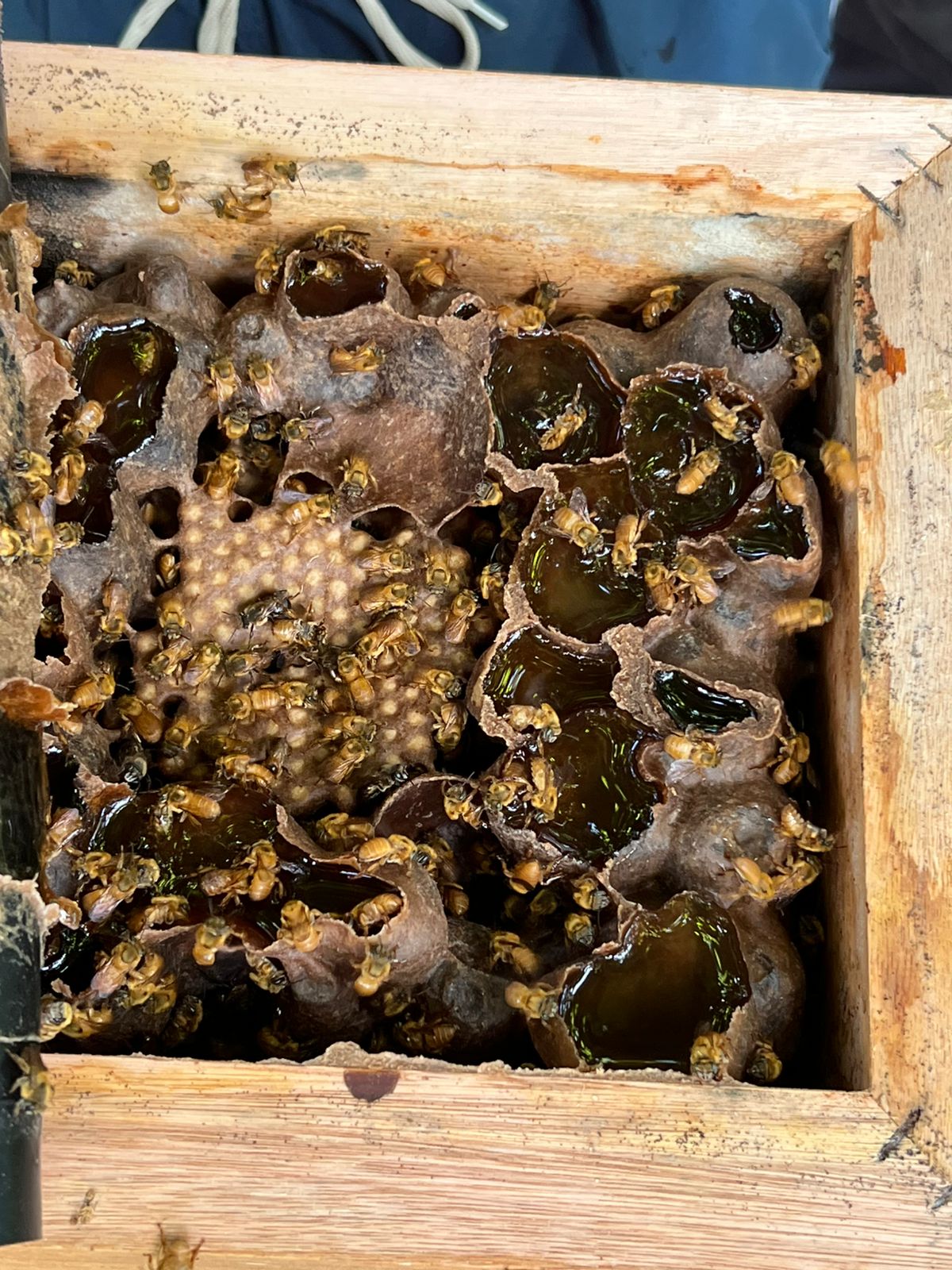 Biodiversidade