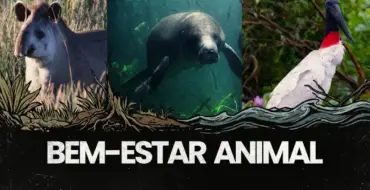Bem-estar animal em Alegre: cuidados que envolvem saúde, proteção e responsabilidade