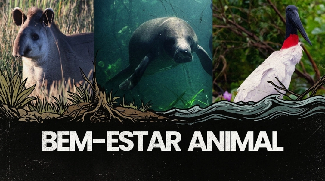 Bem-estar animal em Alegre: cuidados que envolvem saúde, proteção e responsabilidade